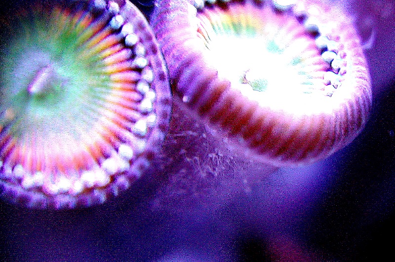 Zoanthid Threads_010417.jpg