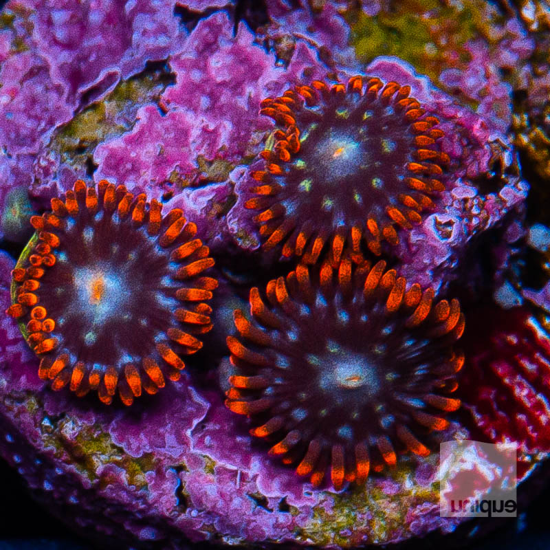 Zoanthids 12 5.jpg