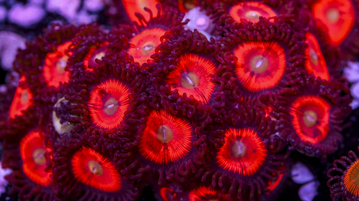 Zoanthids-6217.jpg