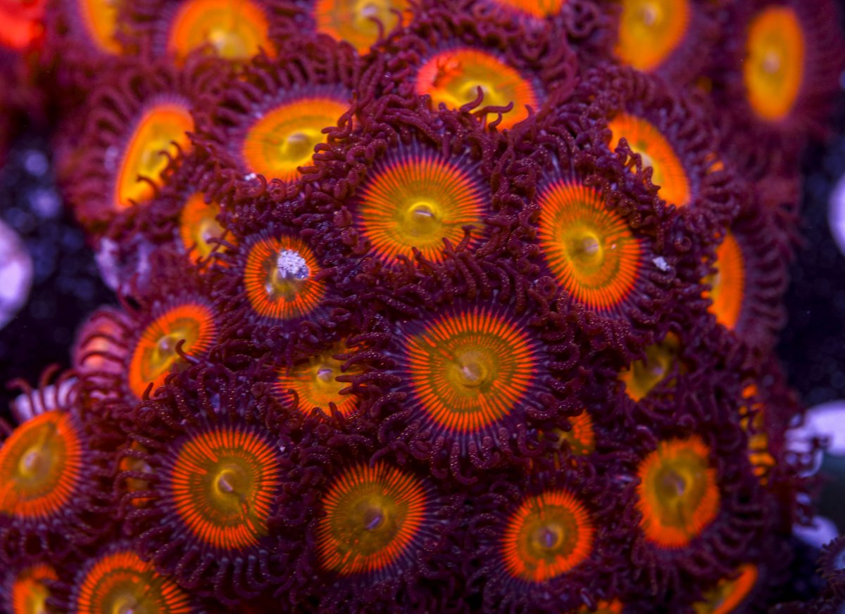 Zoanthids-6218.jpg