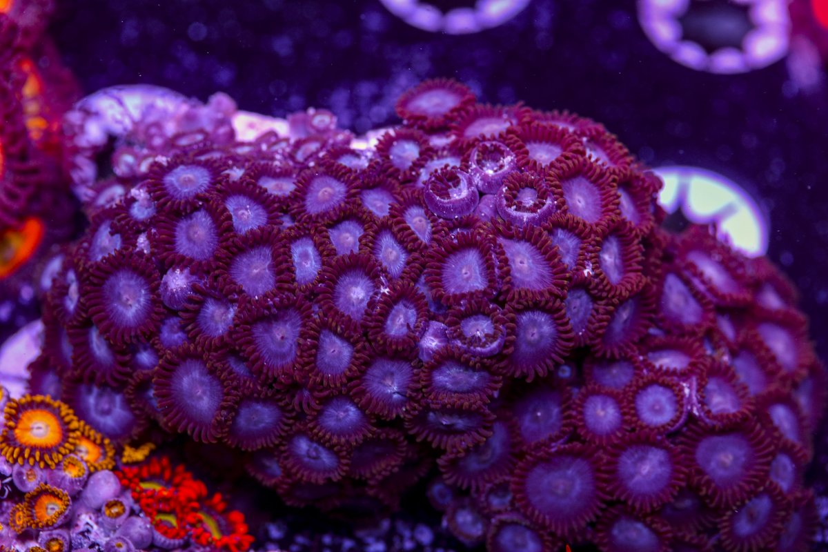 Zoanthids-6219.jpg