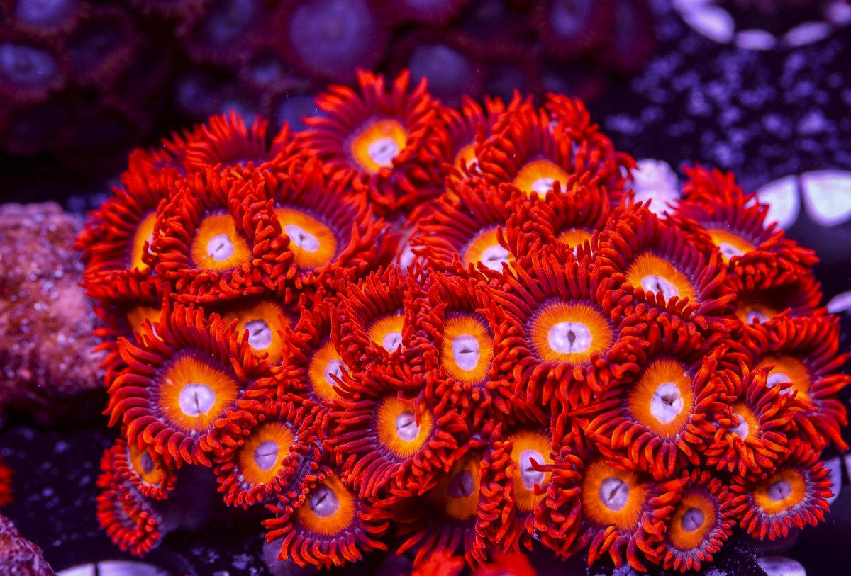 Zoanthids-6221.jpg