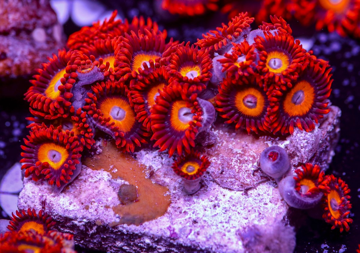 Zoanthids-6222.jpg