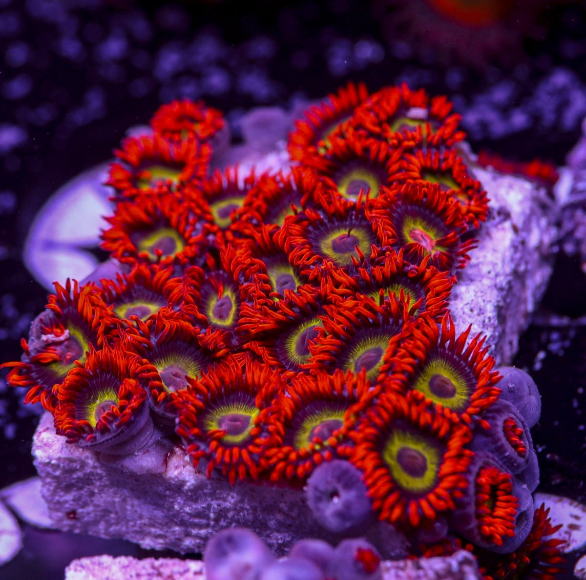 Zoanthids-6223.jpg