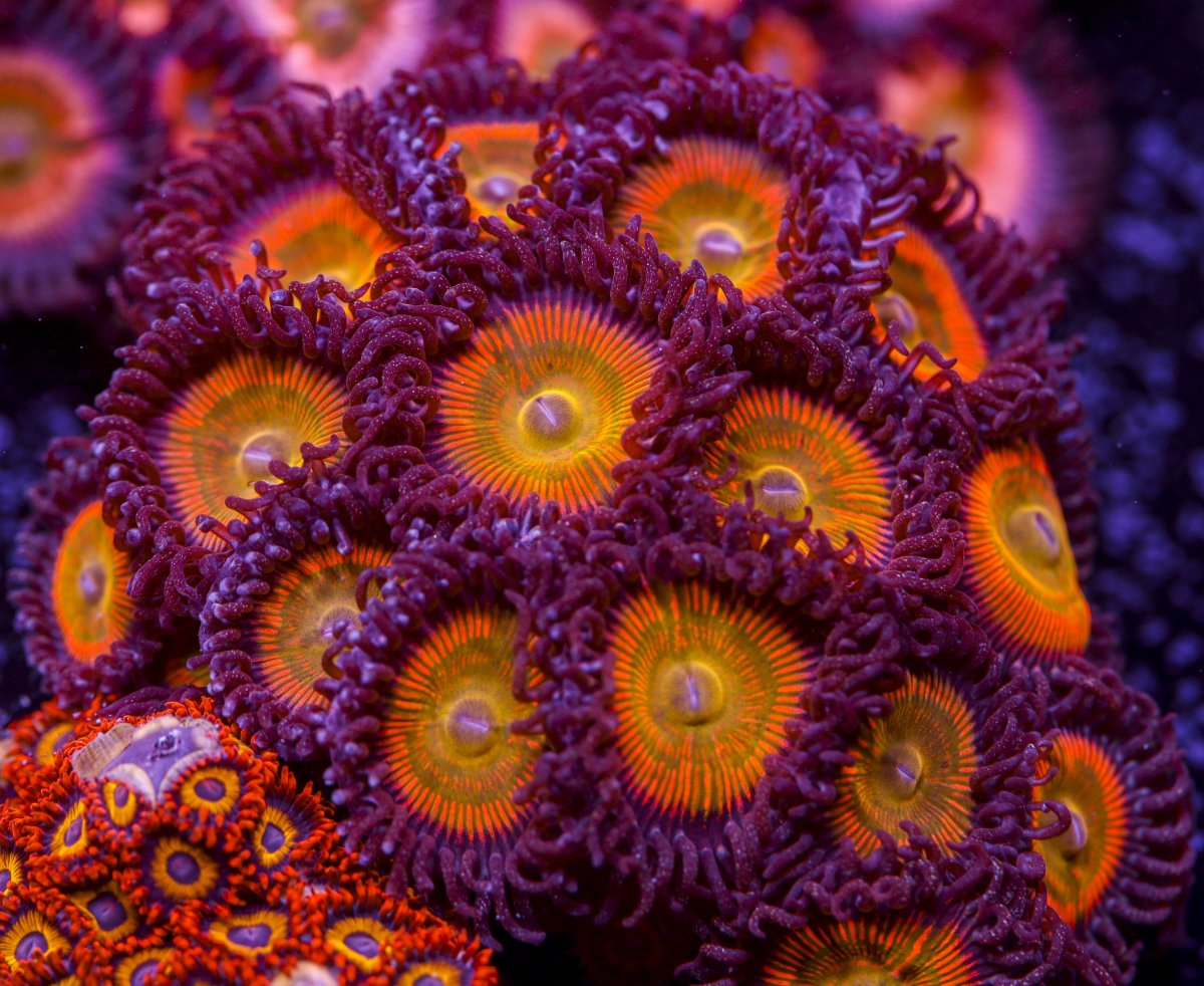 Zoanthids-6225.jpg