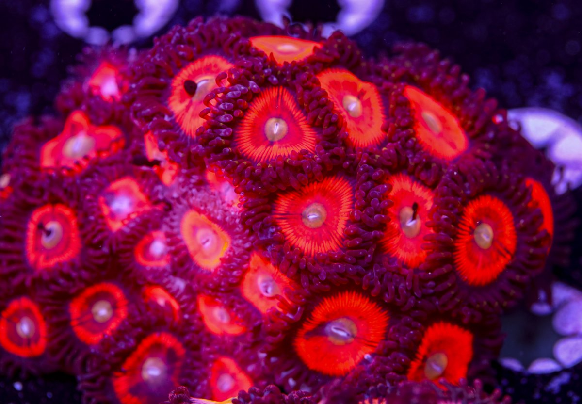 Zoanthids-6226.jpg