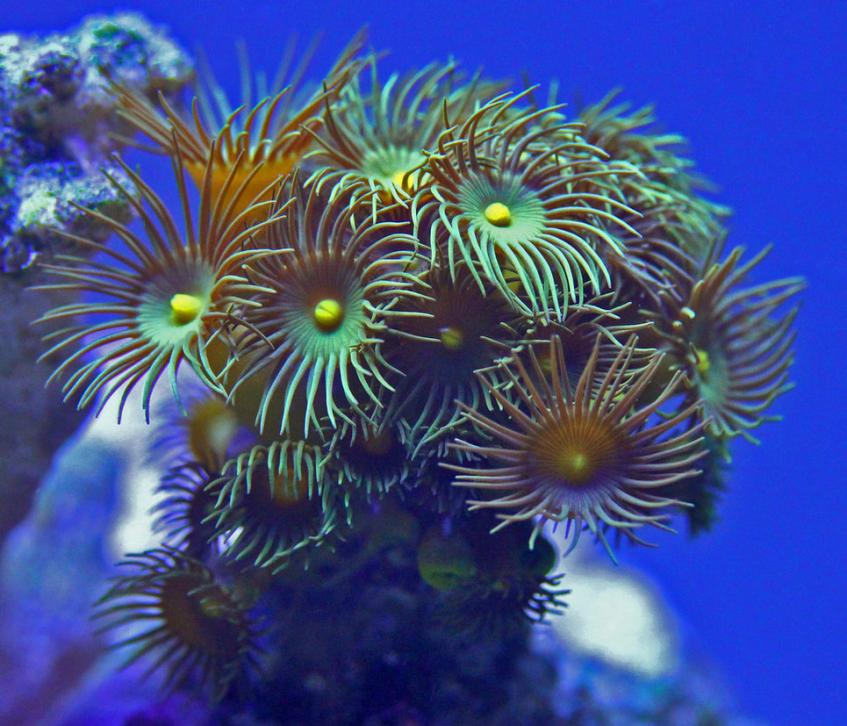 zoanthids_by_desaad37-d7af3t0.jpg