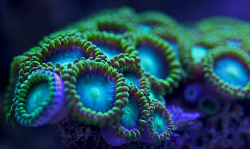 zoanthids_by_desaad37-d7af3uu.jpg