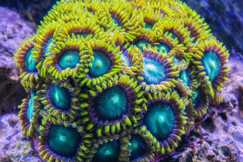 zoanthids_by_desaad37-d7h555h.jpg