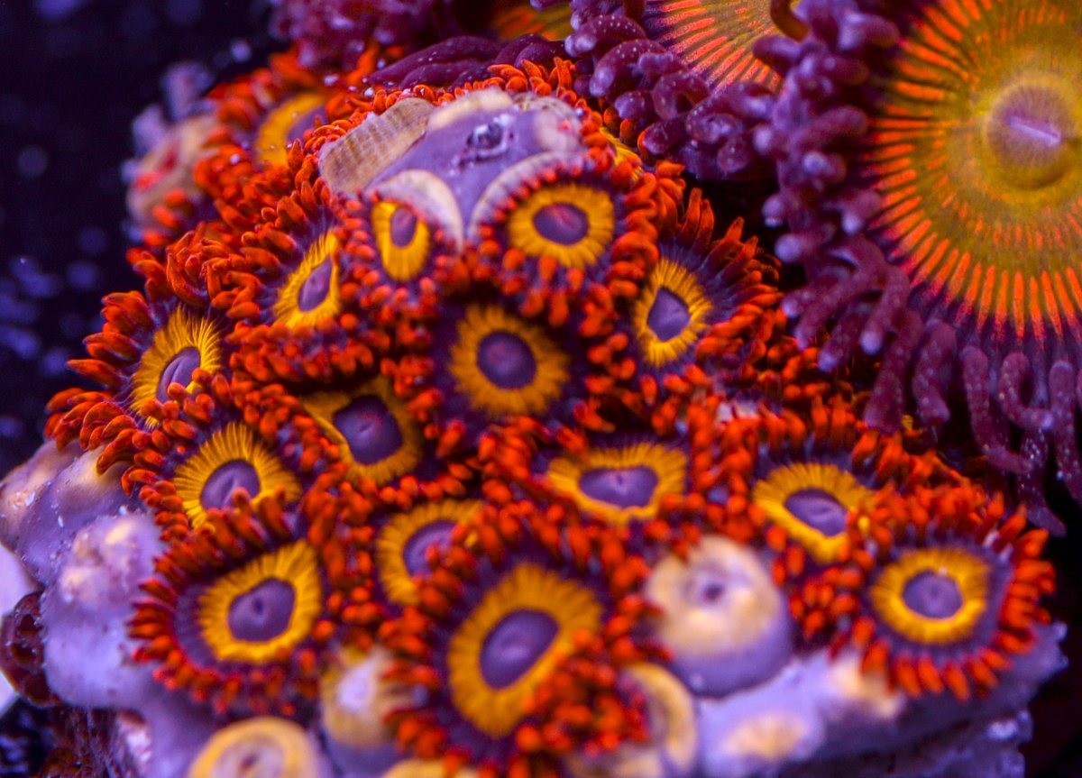 ZoanthidsFruitLoops-6225.jpg