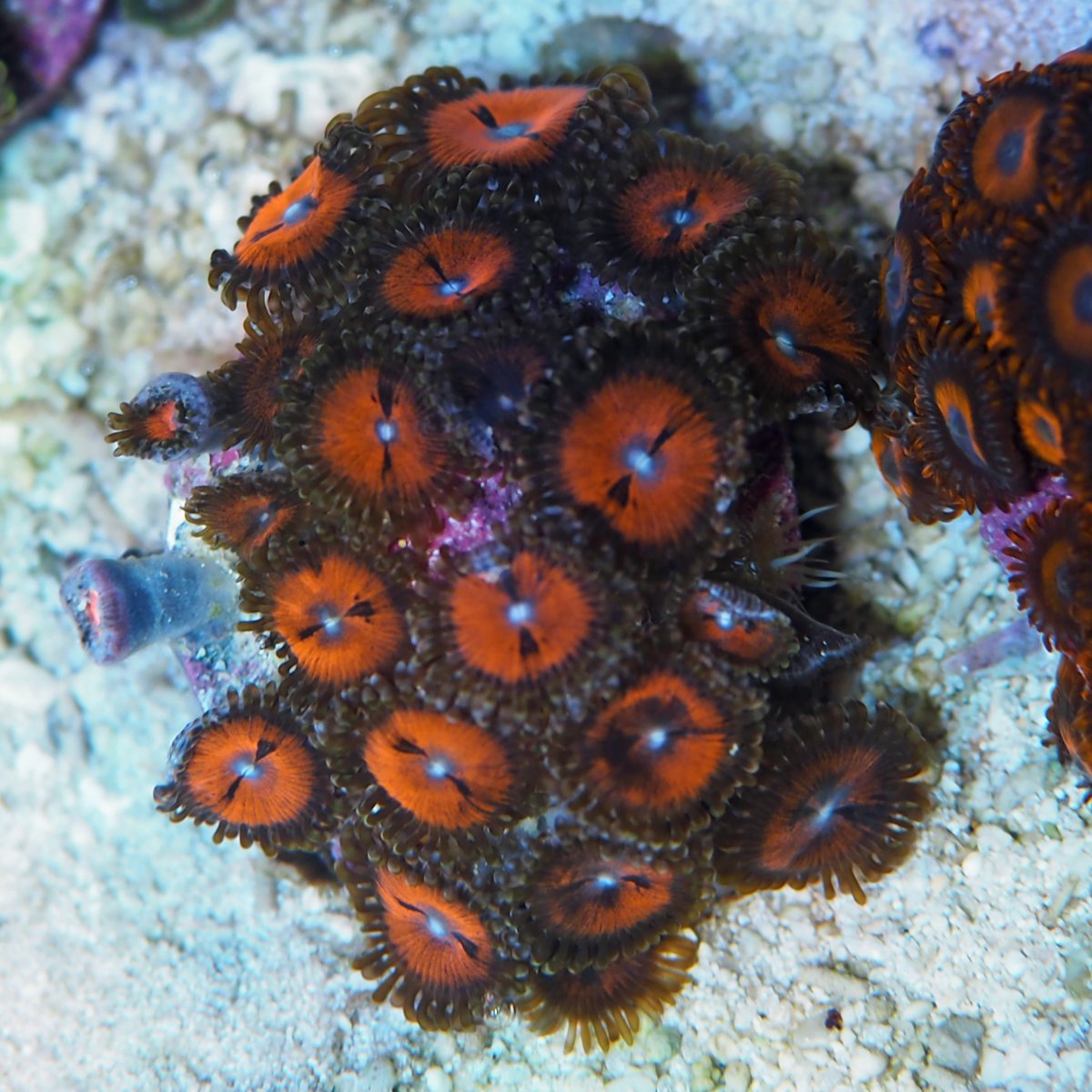 ZoanthusBloodsuckers2024082103.jpg