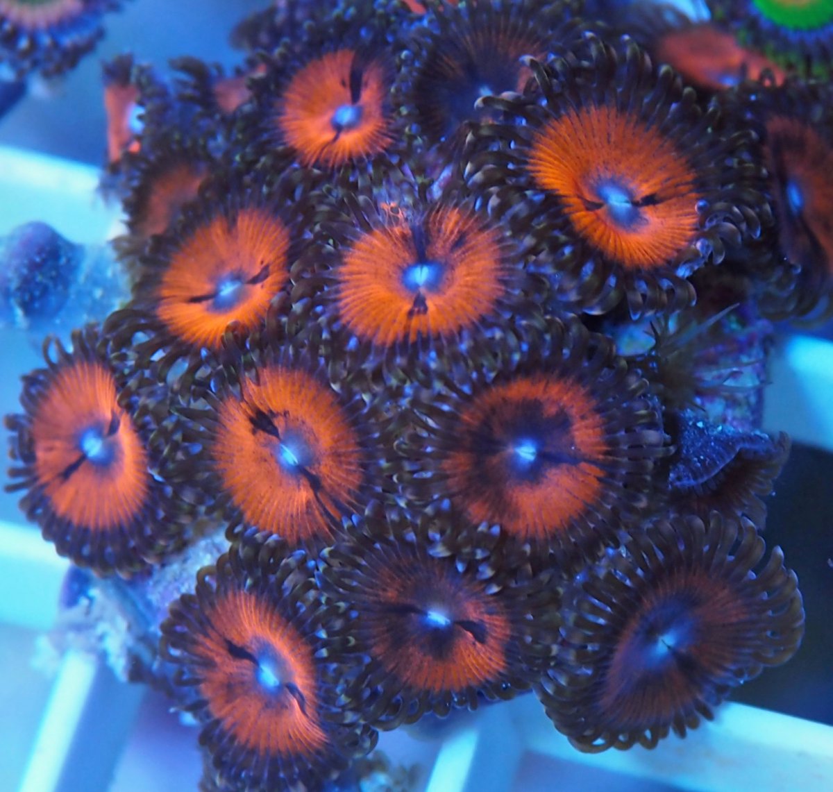 ZoanthusBloodsuckers202408303.jpg