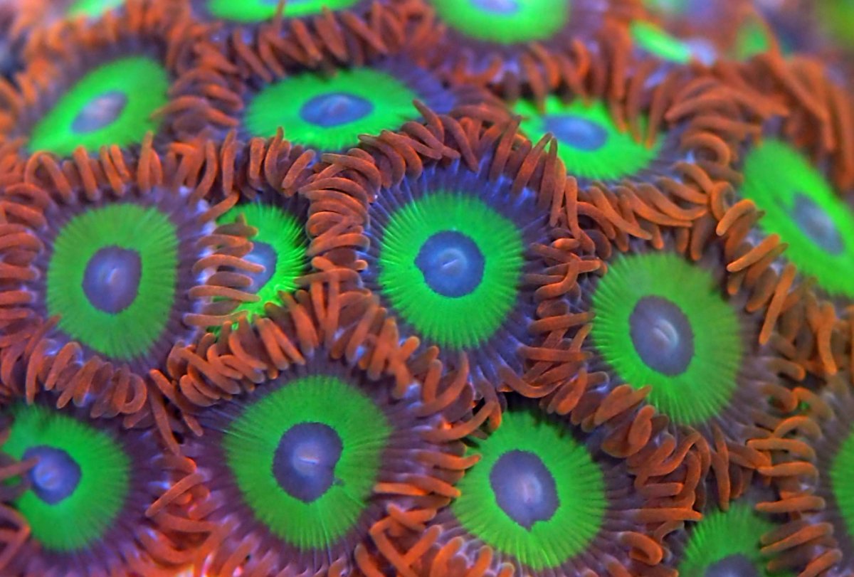 ZoanthusEmeraldsOnFire2024083101.jpg