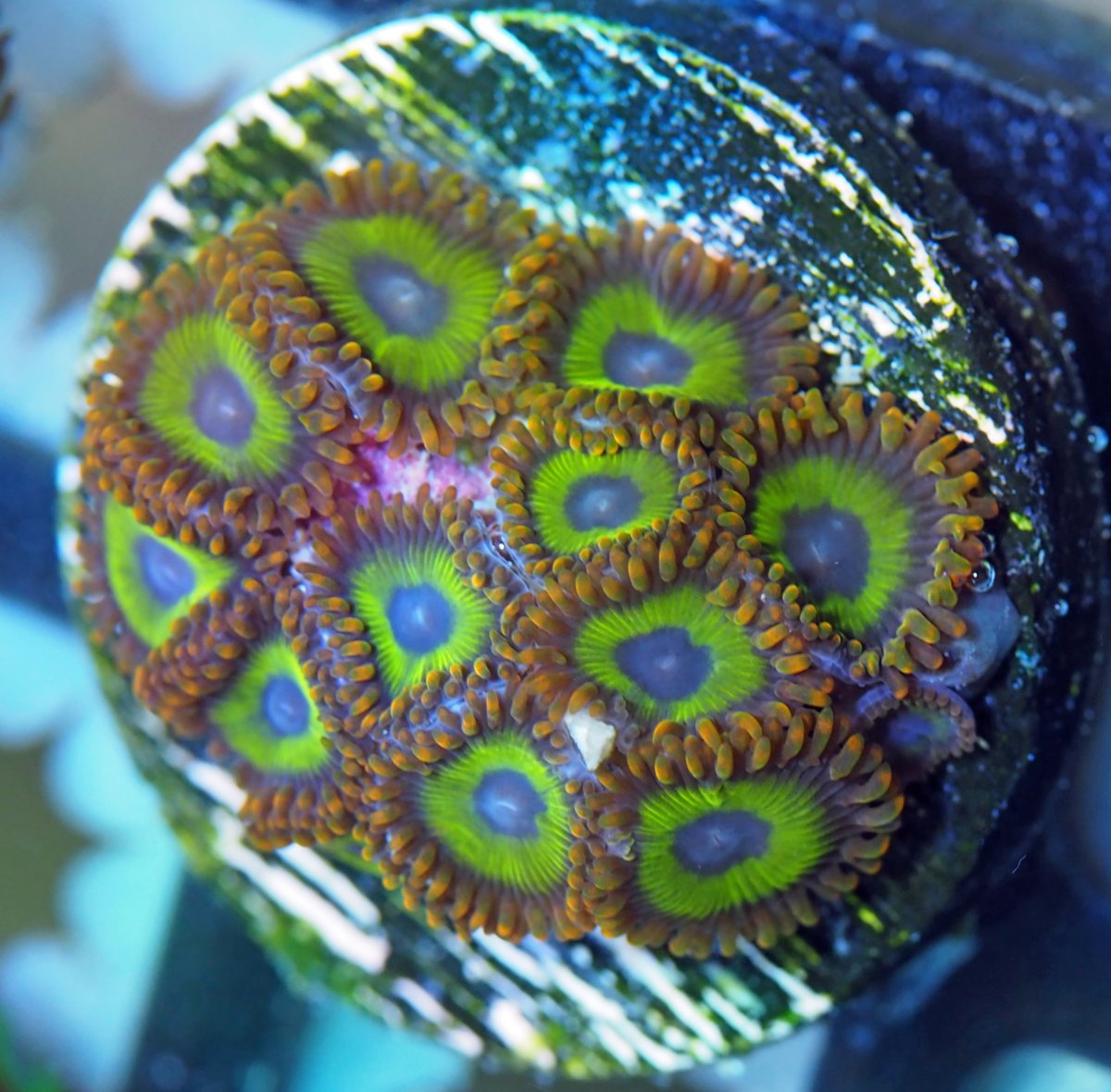 ZoanthusFruitloops202408901.jpg