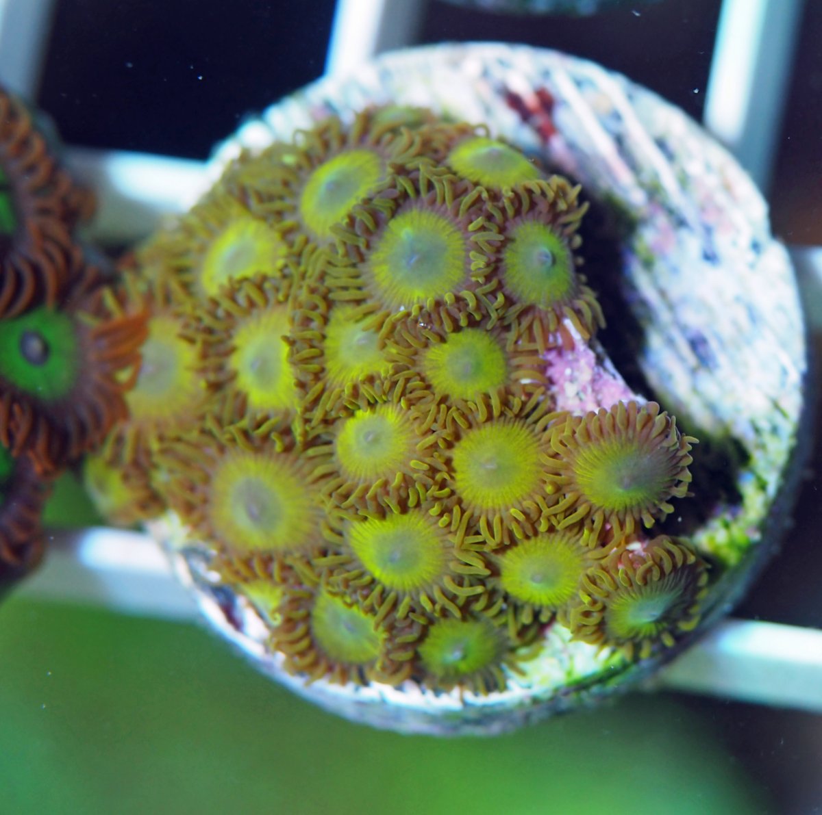 ZoanthusKingMidas2024083001.jpg