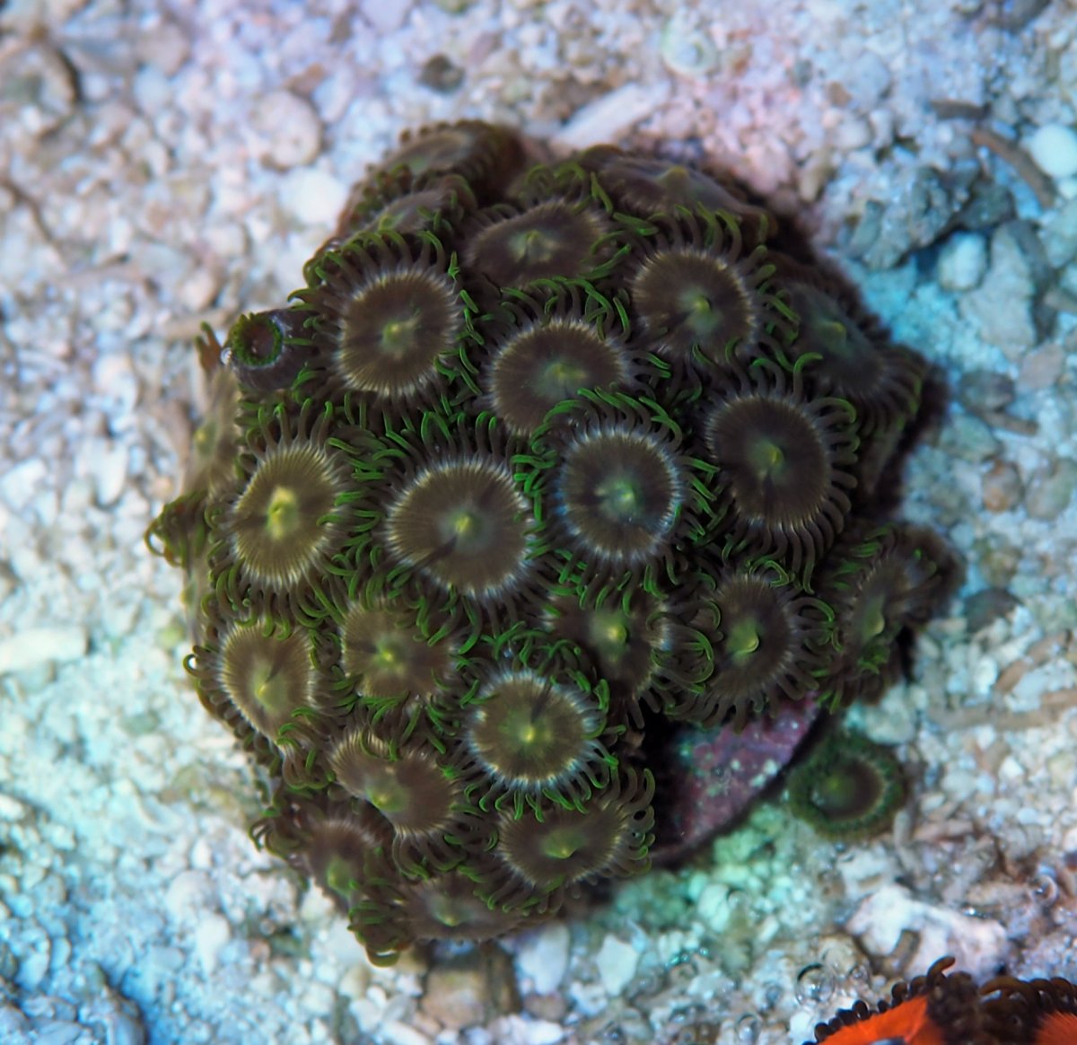 ZoanthusLazerLemons2024082107.jpg