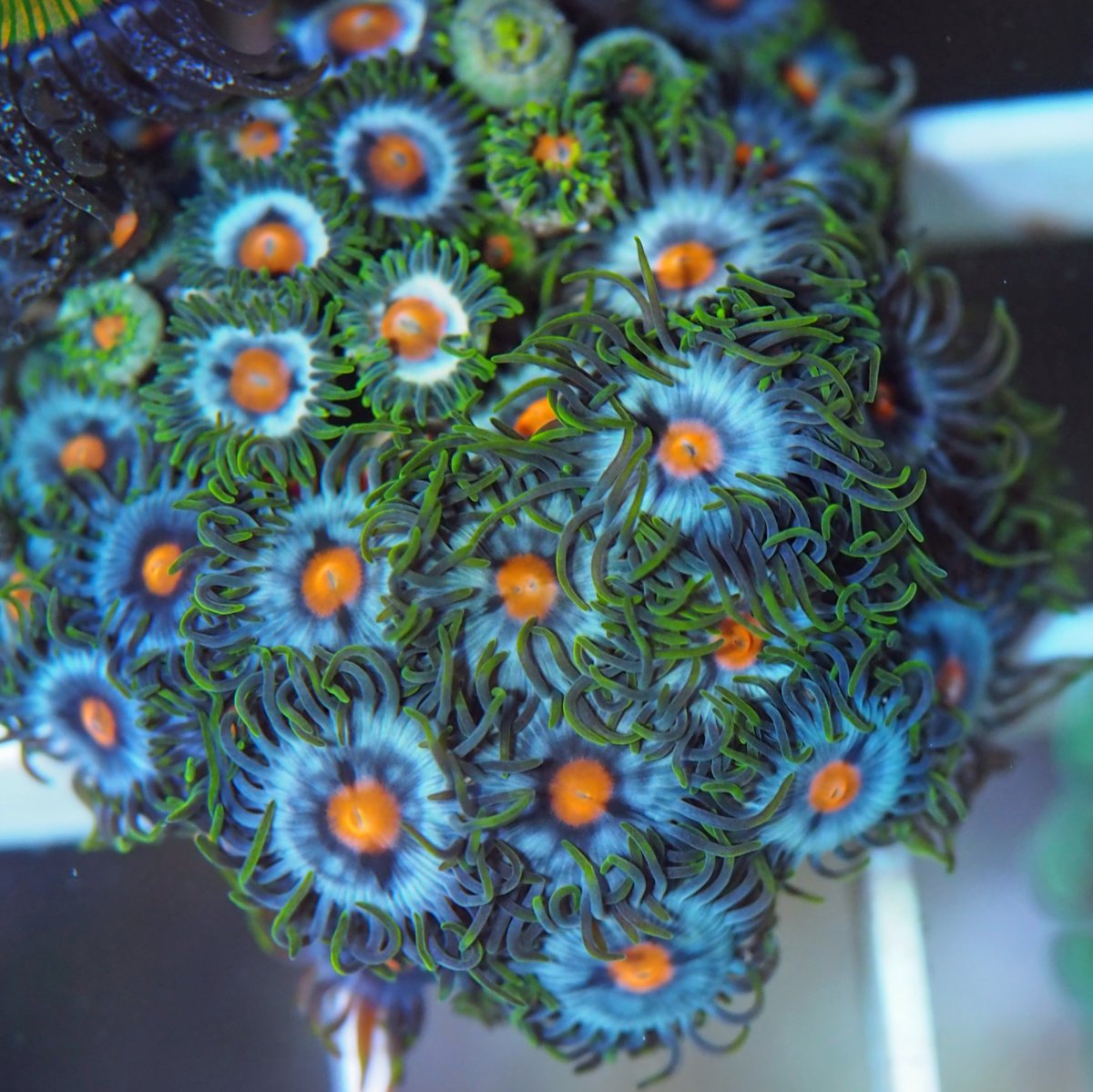 ZoanthusNoName2024083101.jpg