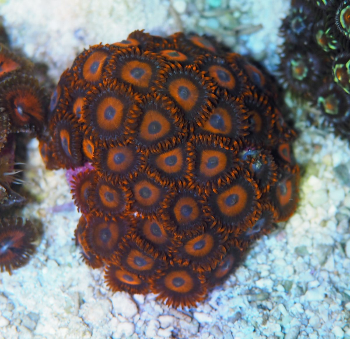 ZoanthusOrangeHornets202408104.jpg