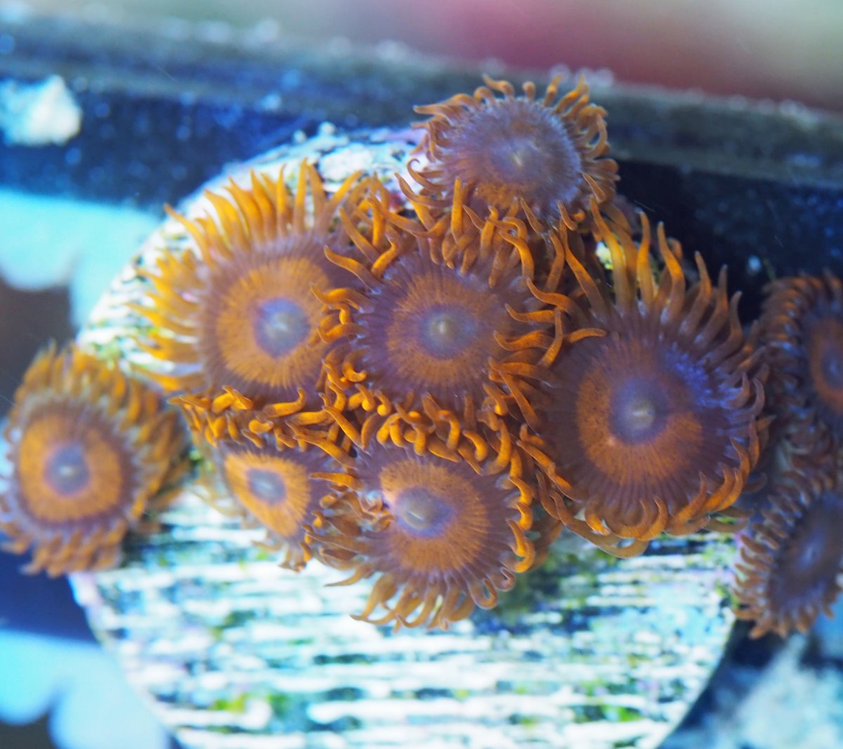 ZoanthusOrangeHornets2024082901.jpg