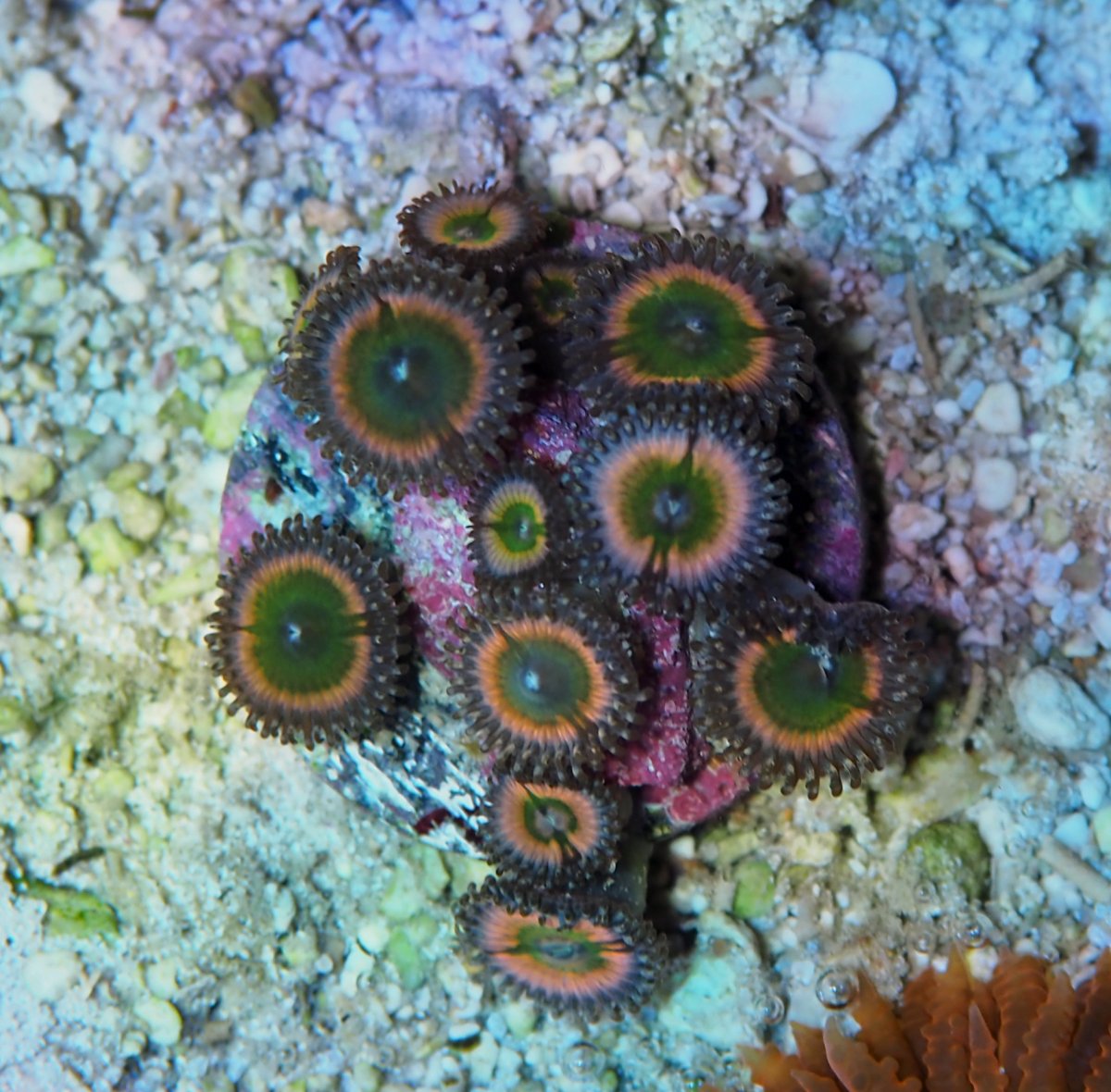 ZoanthusRainbowFusions2024082108.jpg