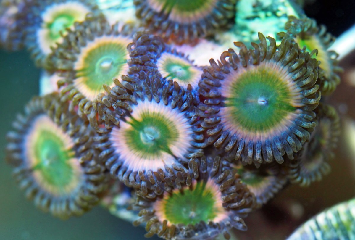 ZoanthusRainbowInfusions2024083101.jpg