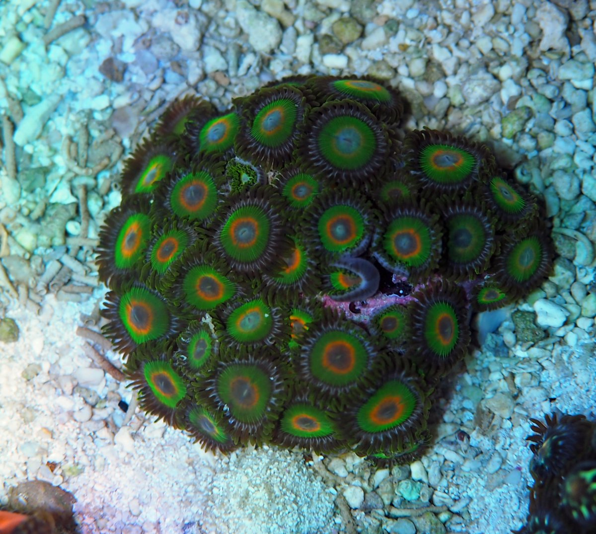 ZoanthusRasta2024082102.jpg