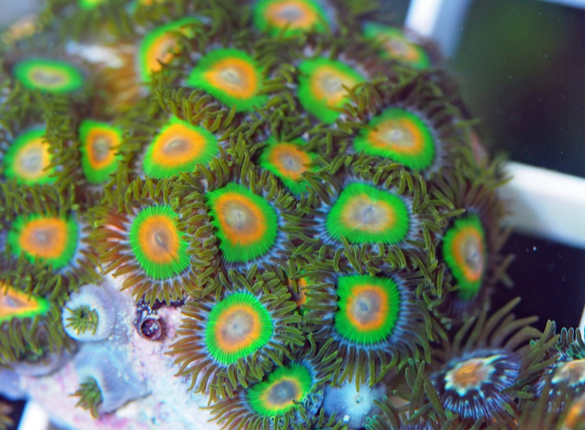 ZoanthusRasta2024083001.jpg