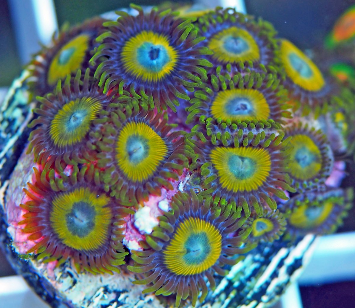 ZoanthusScrambleEggs.jpg