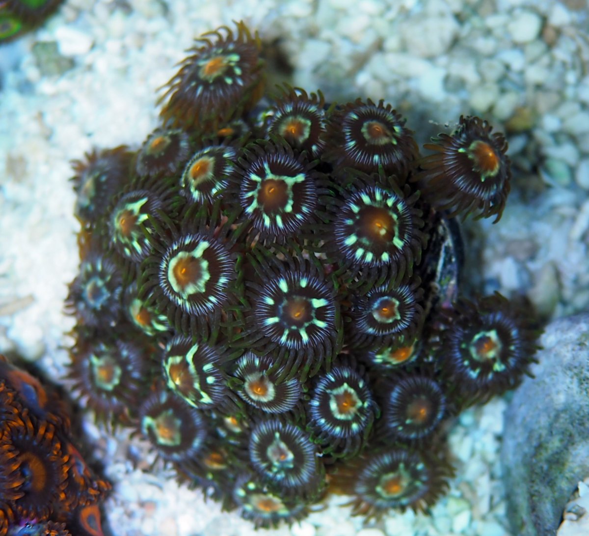 ZoanthusStarGazer2024082101.jpg