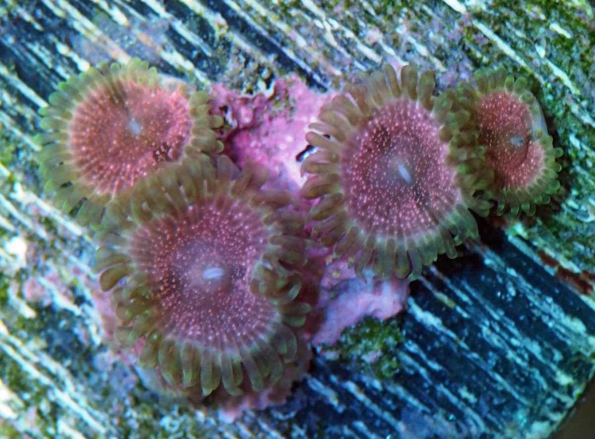 ZoanthusStrawberryWine2024083105.jpg