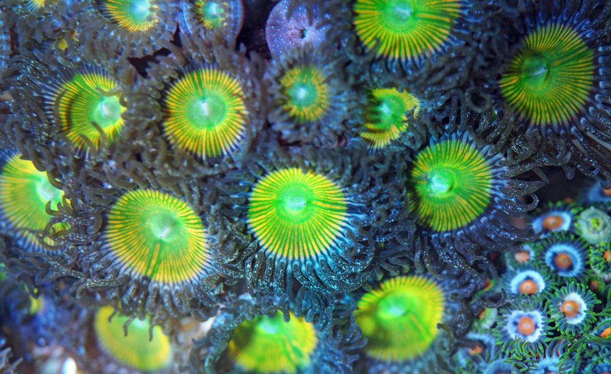 ZoanthusSunnyD2024083101.jpg