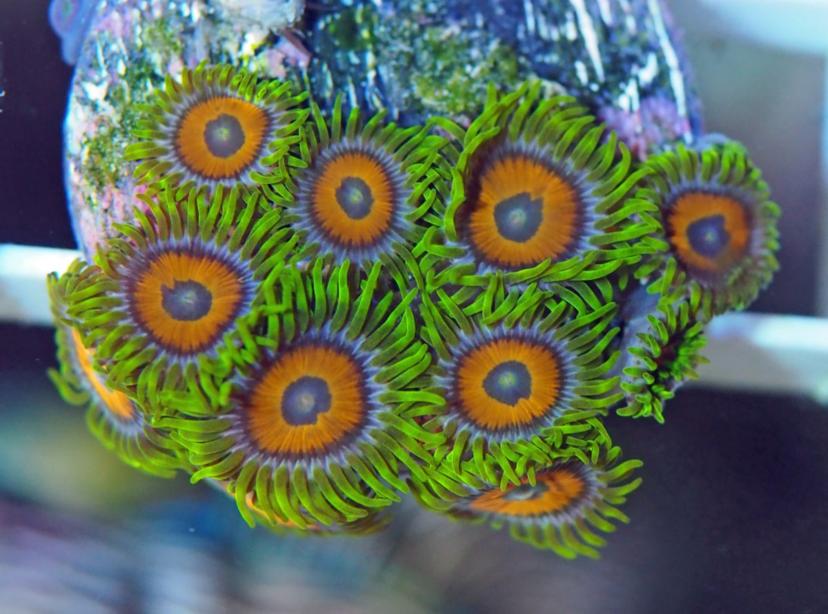 ZoanthusSuperSunflowers2024083001.jpg