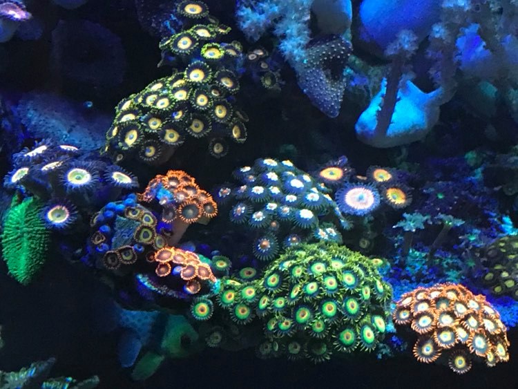 zoas 011821.jpg