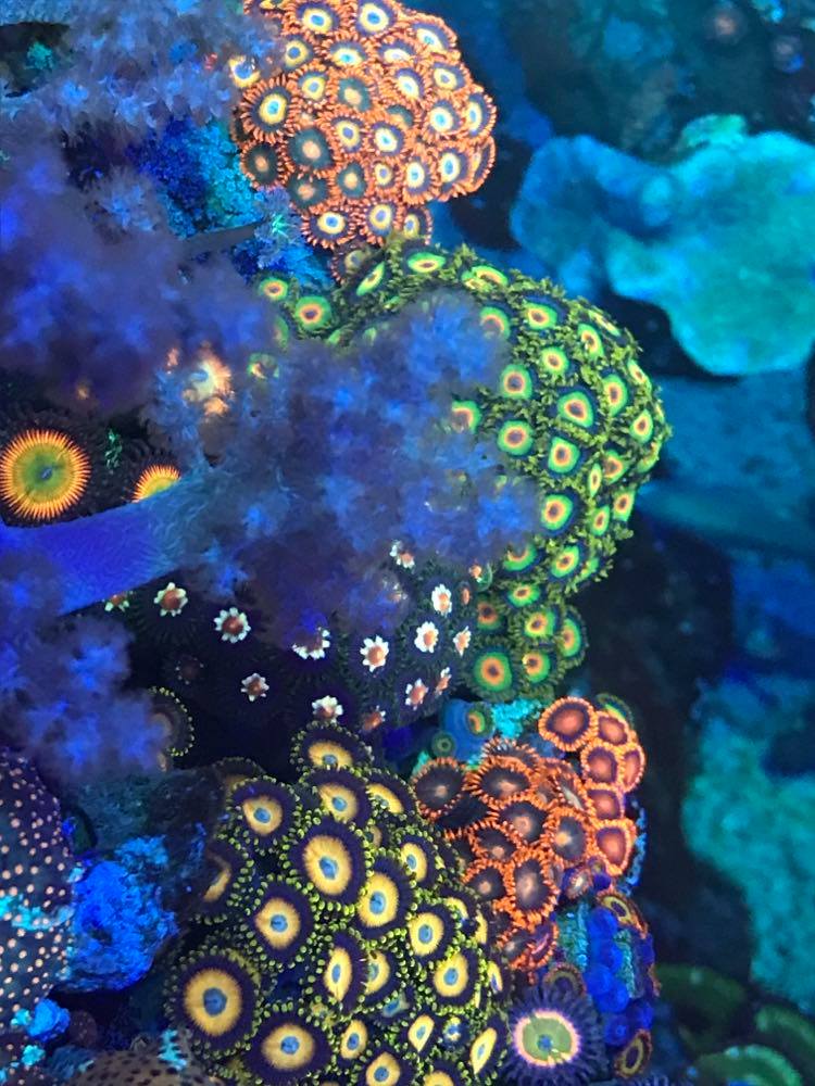 zoas 012121A.jpg