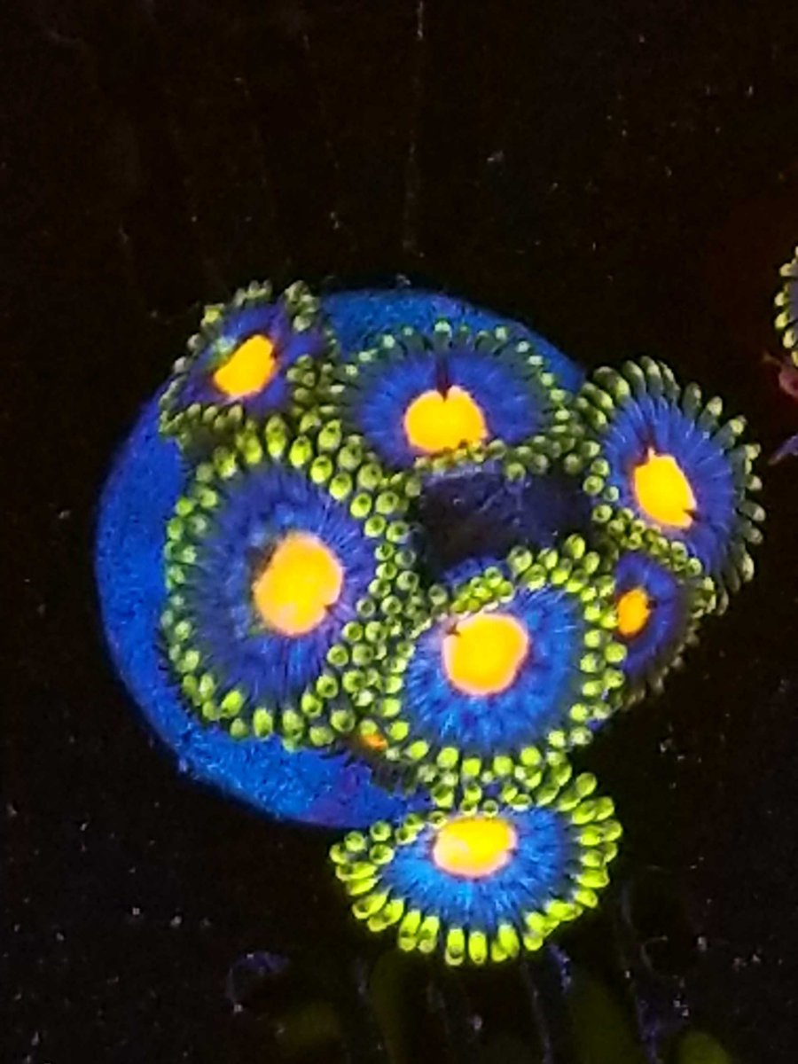 zoas-105-scaled.jpg