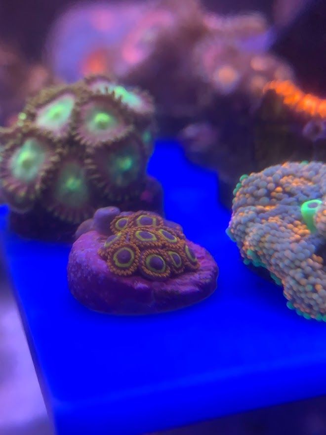 Zoas 15 Oct 2021.jpg