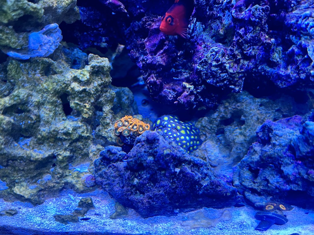 zoas-2024-05-28-2.jpg