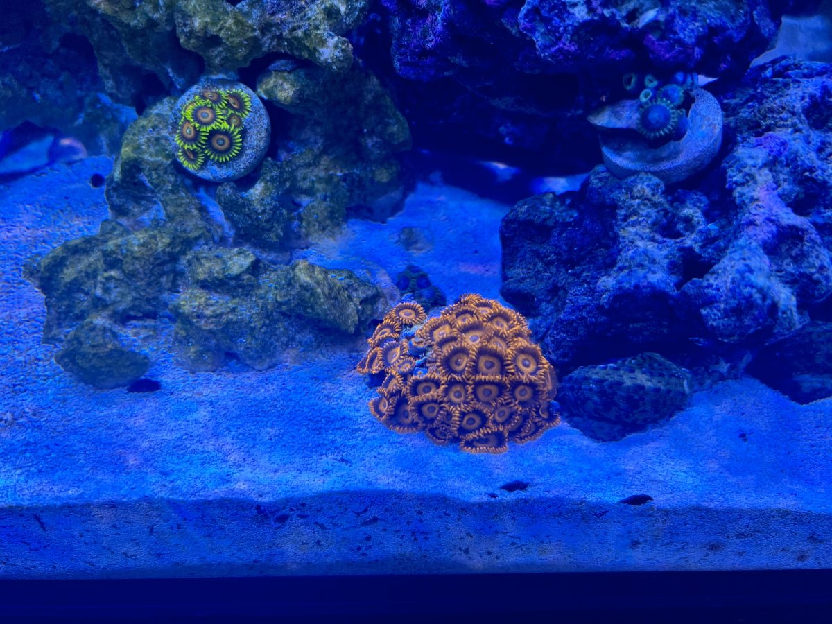 zoas-2024-05-28-3.jpg