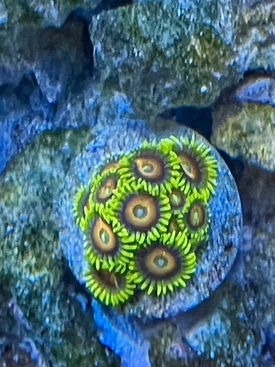 Zoas-2024-06-07-3.jpg