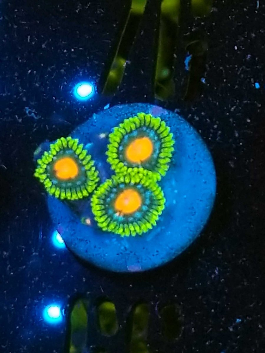 zoas-64-scaled.jpg