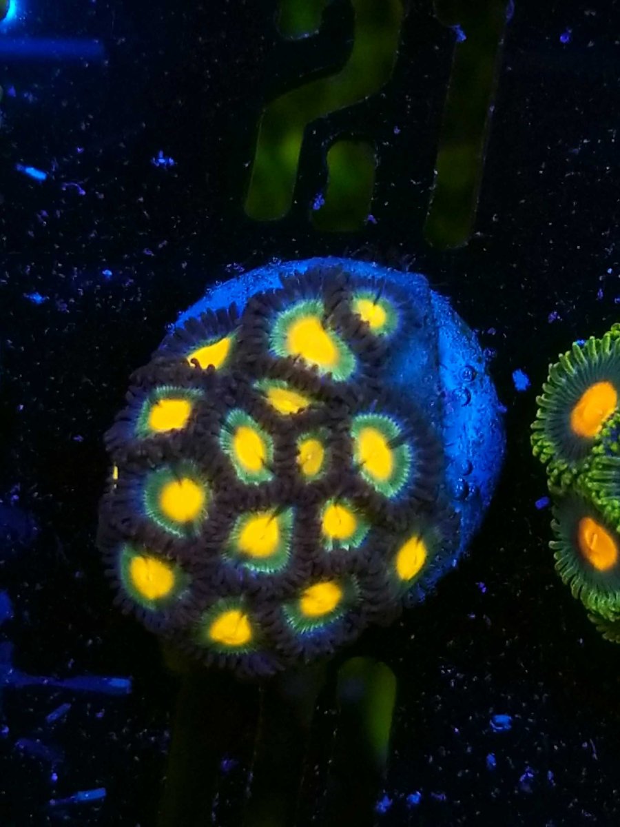 zoas-9-scaled.jpg