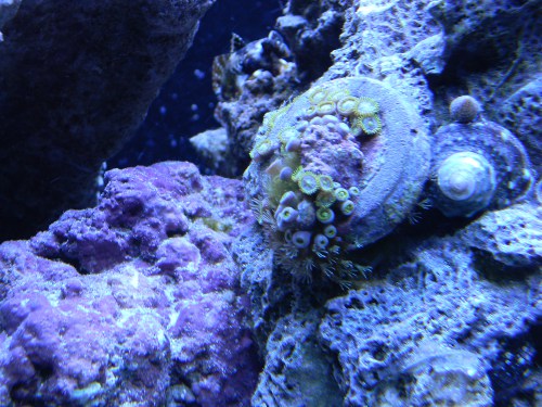 zoas-after-treatment.jpg