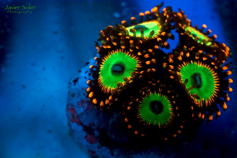 zoas B.jpg