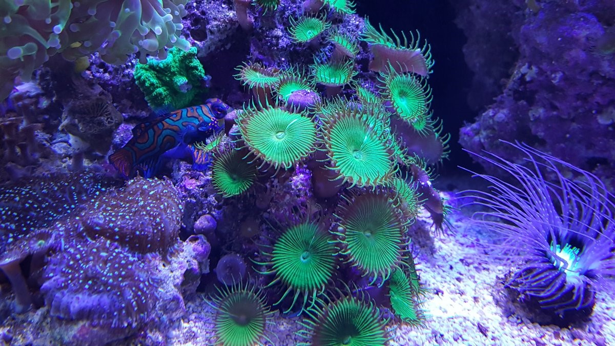 zoas C.jpg