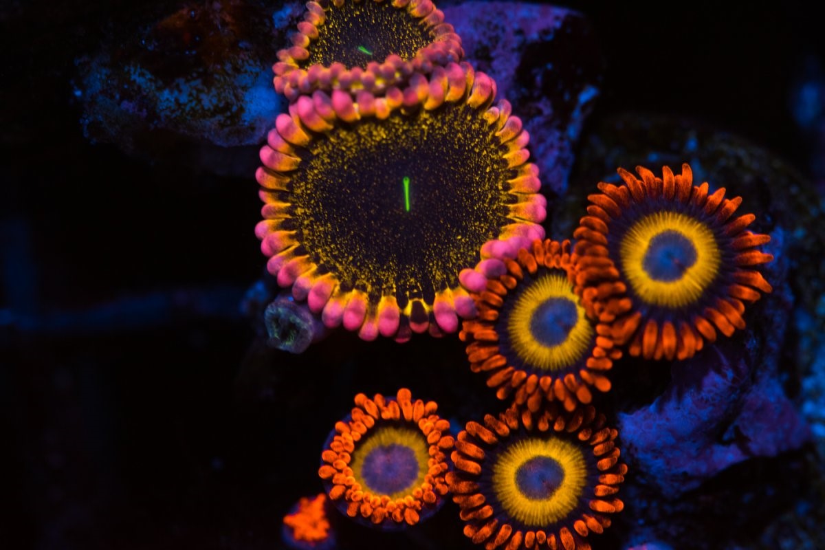 zoas D.jpg