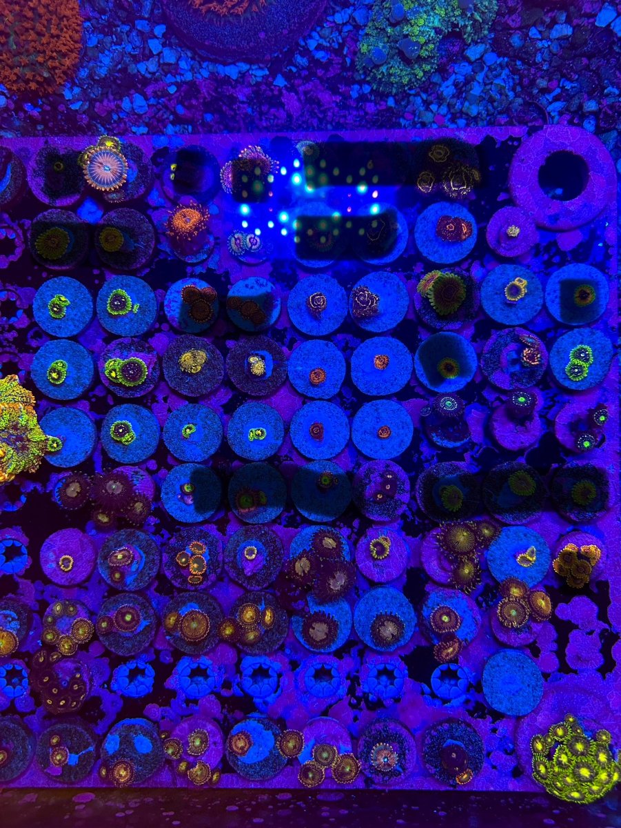 Zoas for April.jpg