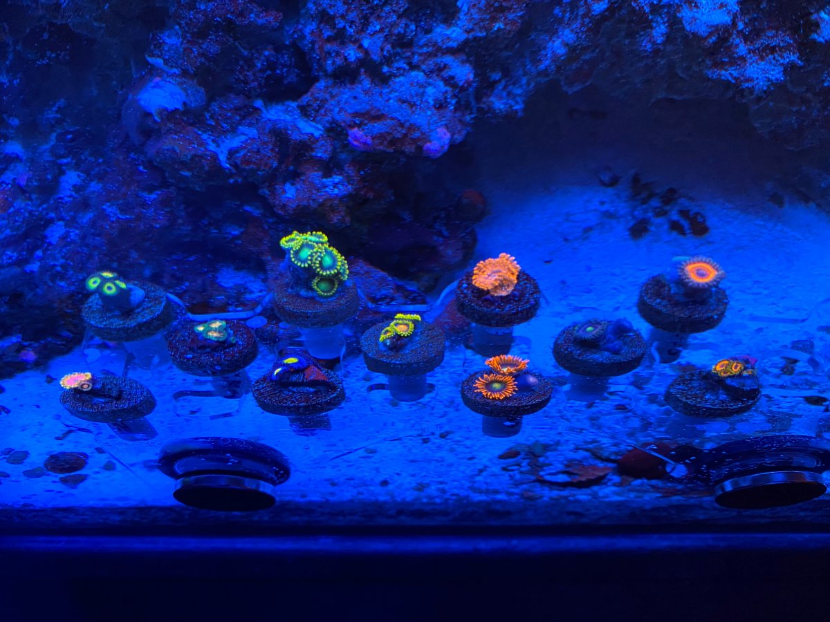 zoas.jpg