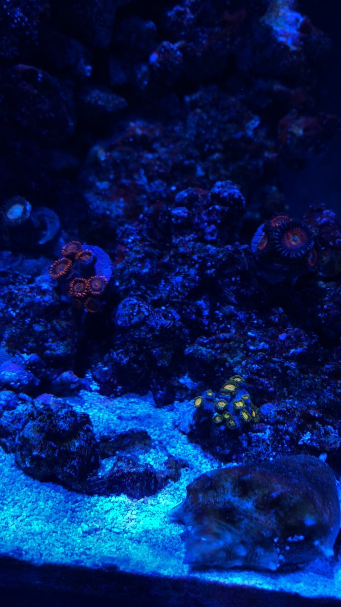 zoas.JPG