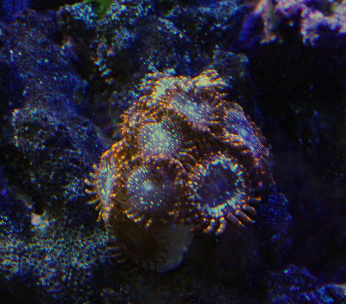 zoas.jpg