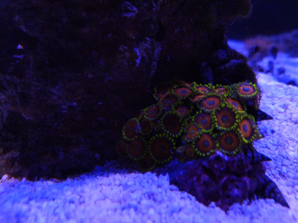 Zoas.jpg